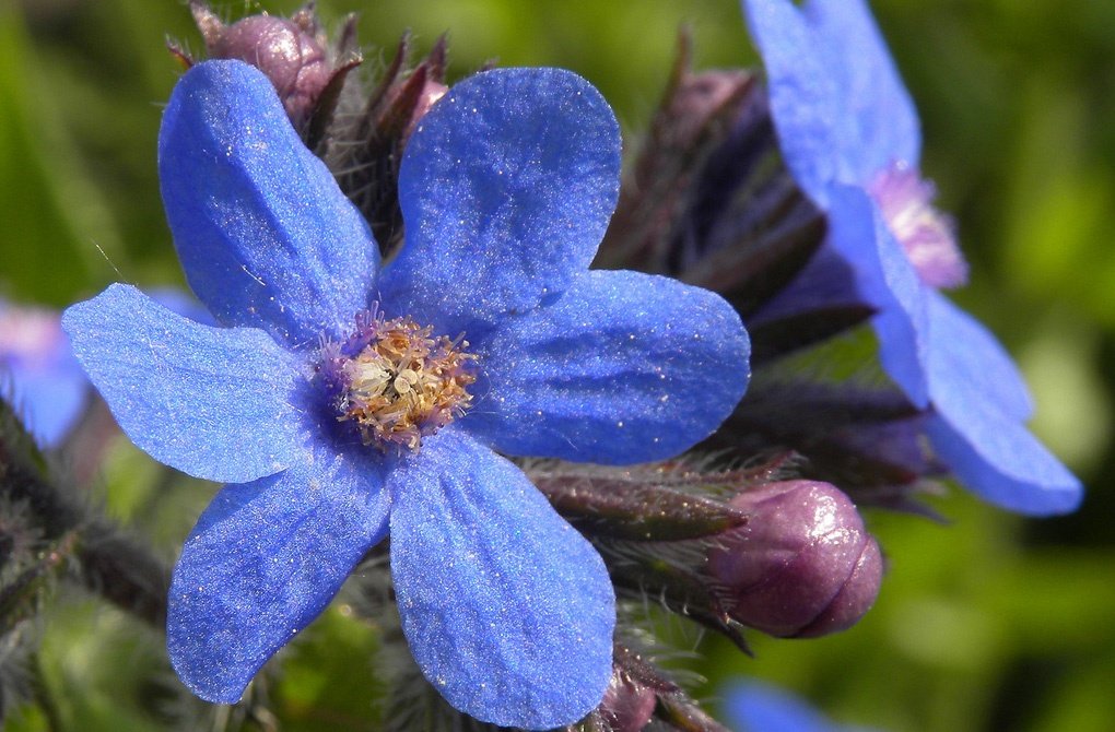 Anchusa cespitosa