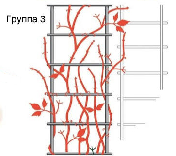 Схема обрезки клематиса