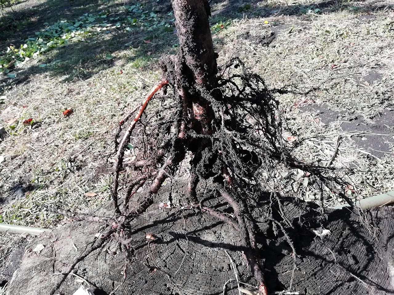 Дерево уходит корнями