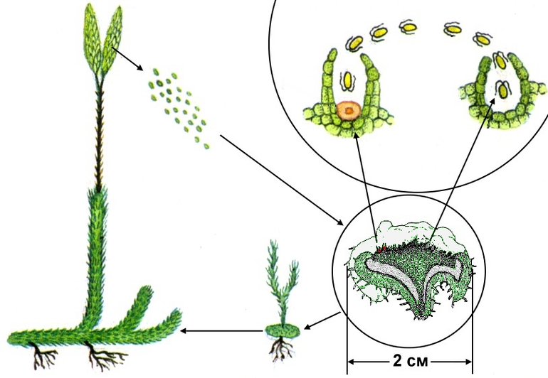 Гаметофит плауна булавовидного. Заросток плауна. Заросток плауна булавовидного. Цикл развития плауна булавовидного.