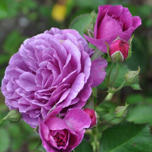 Роза минерва фото и описание отзывы зимостойкость